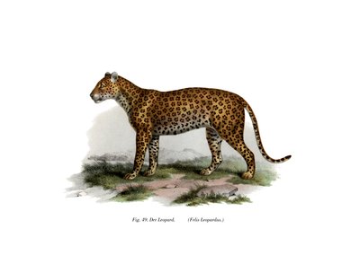 Leopard, 1860 af German School